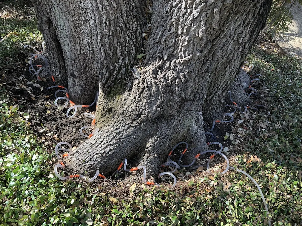 Detailed Tree Cabling and Bracing job site in Aurelia