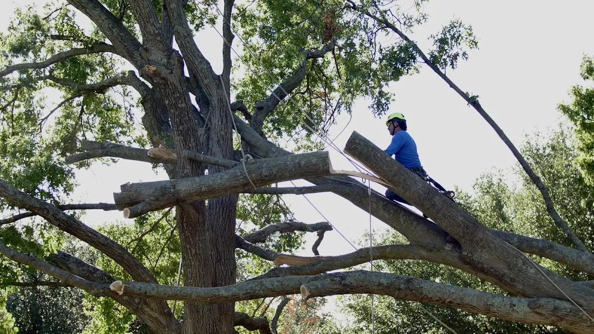 Professional Hazardous Tree Removal performed by certified arborists in Aurelia