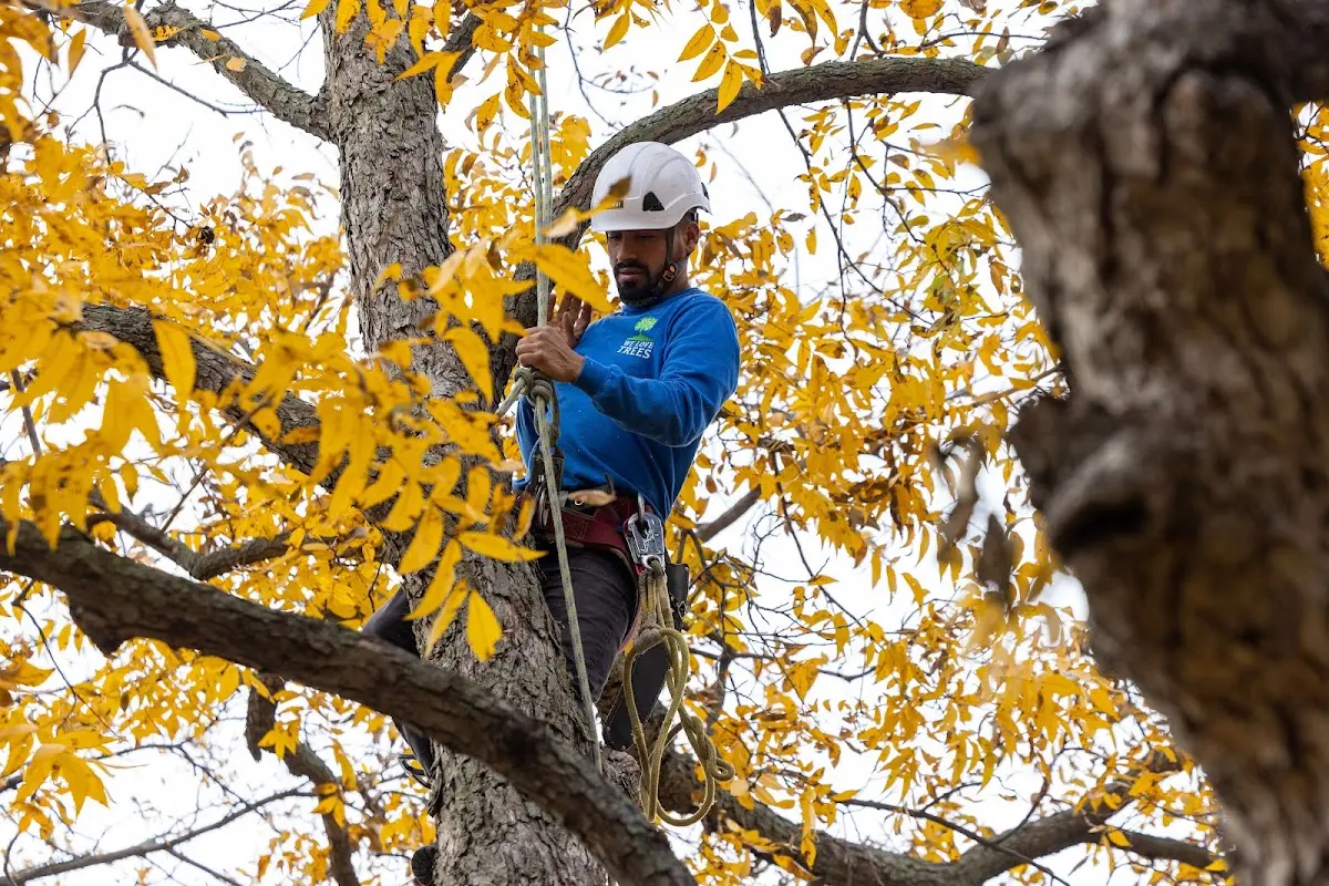Skilled Tree Trimming crew working in Aurelia
