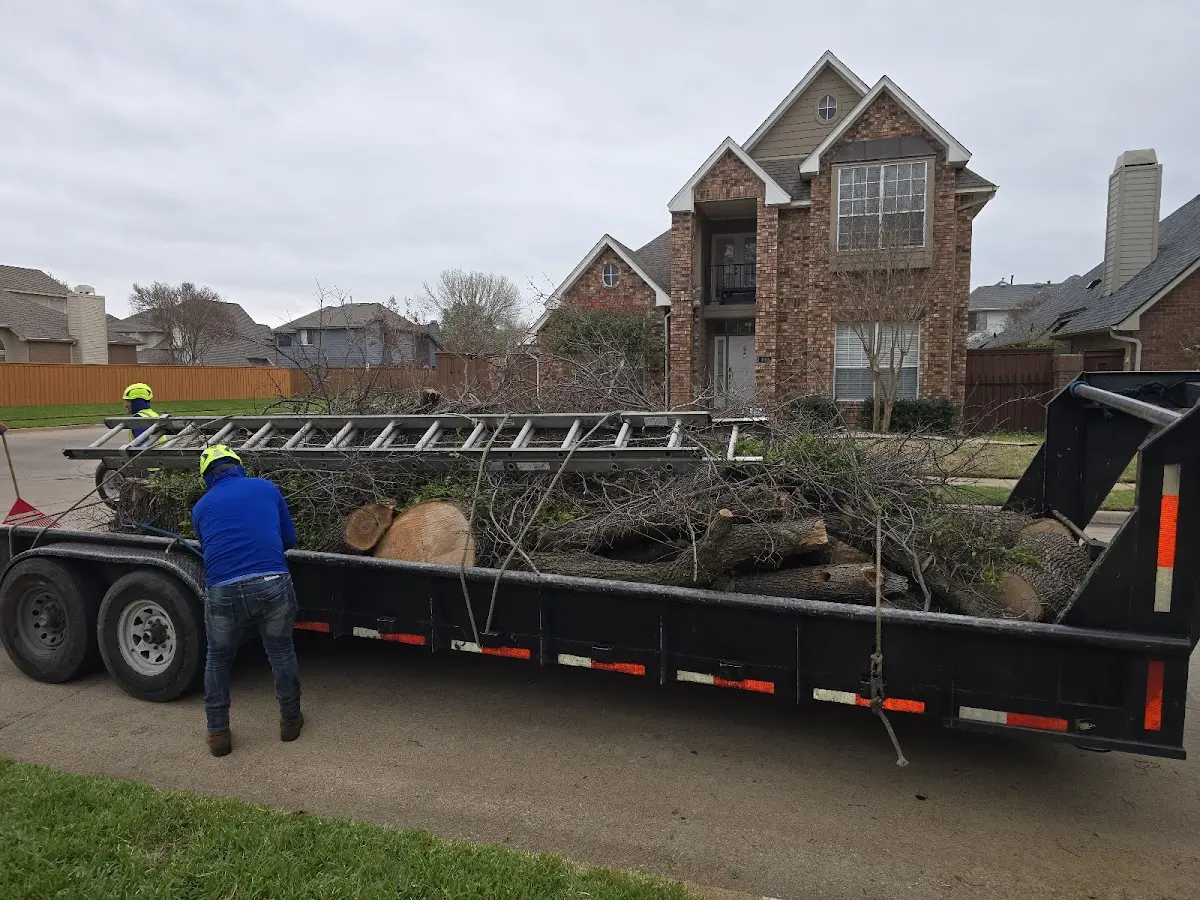 Expert Tree Removal with proper safety equipment in Aurelia